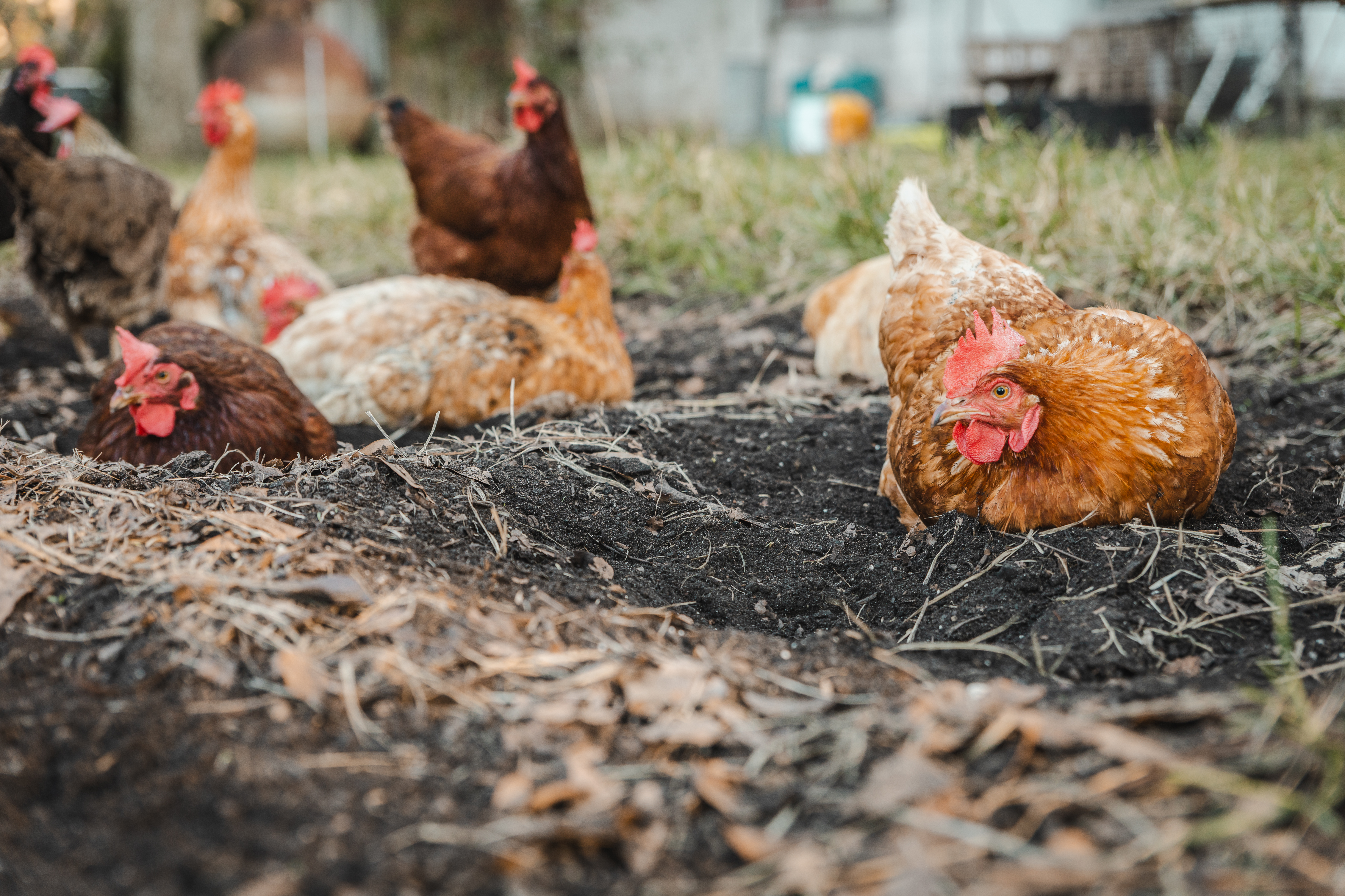 Chickens dust bathing