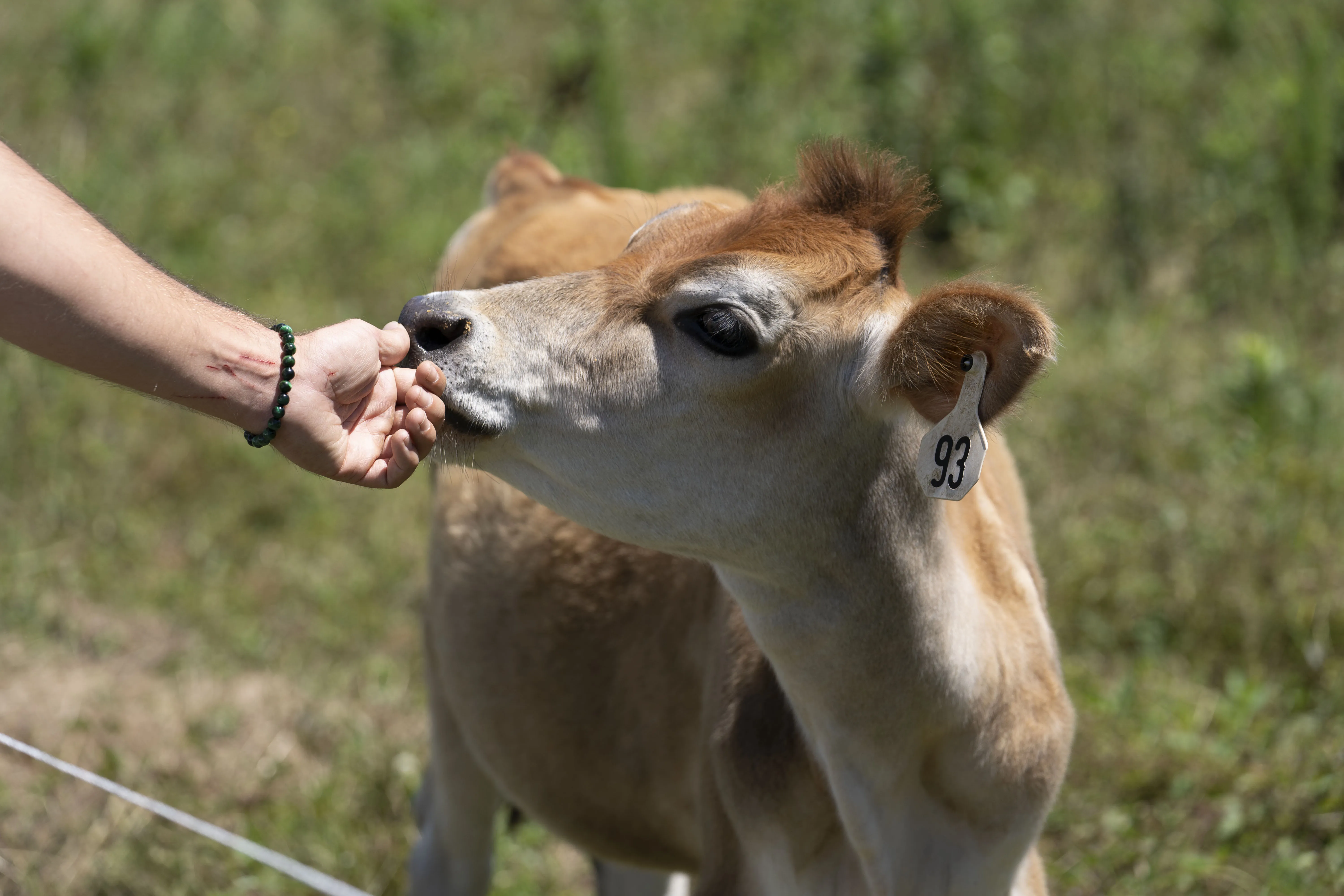 Cows grazing in pasture