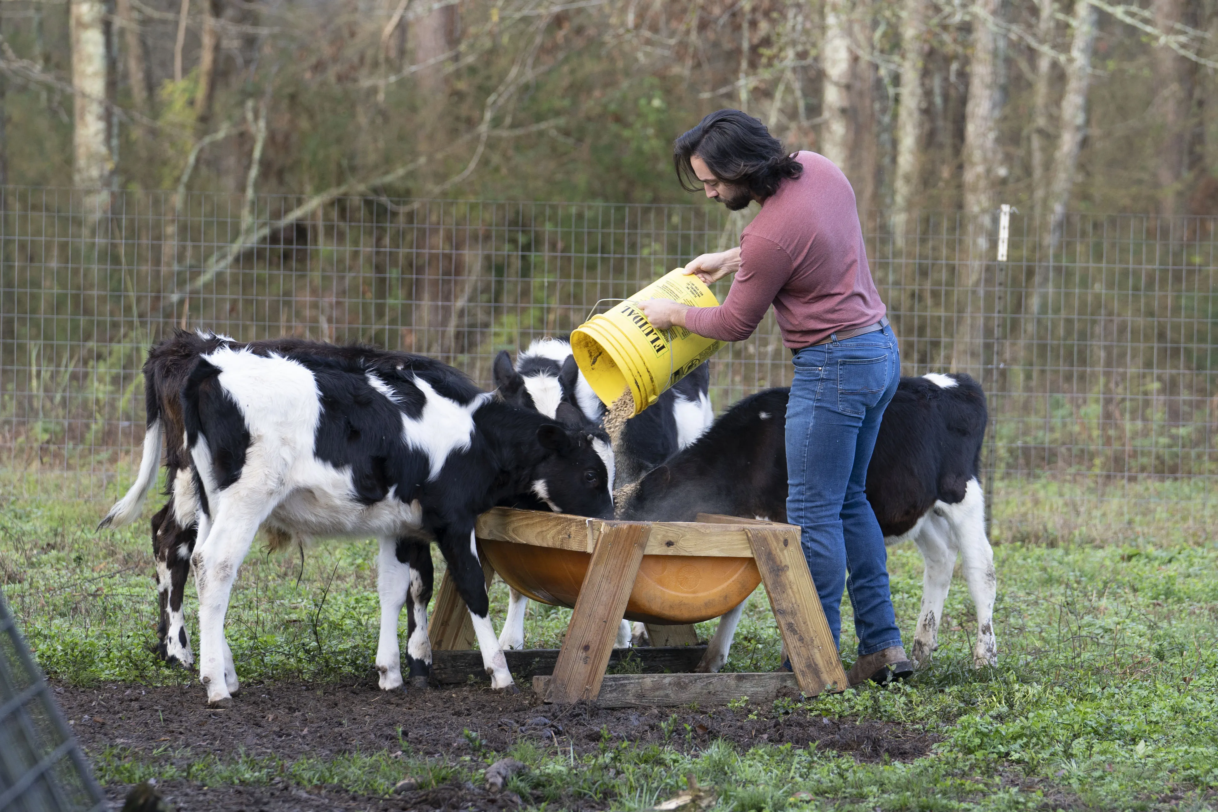 Family member feeding animals