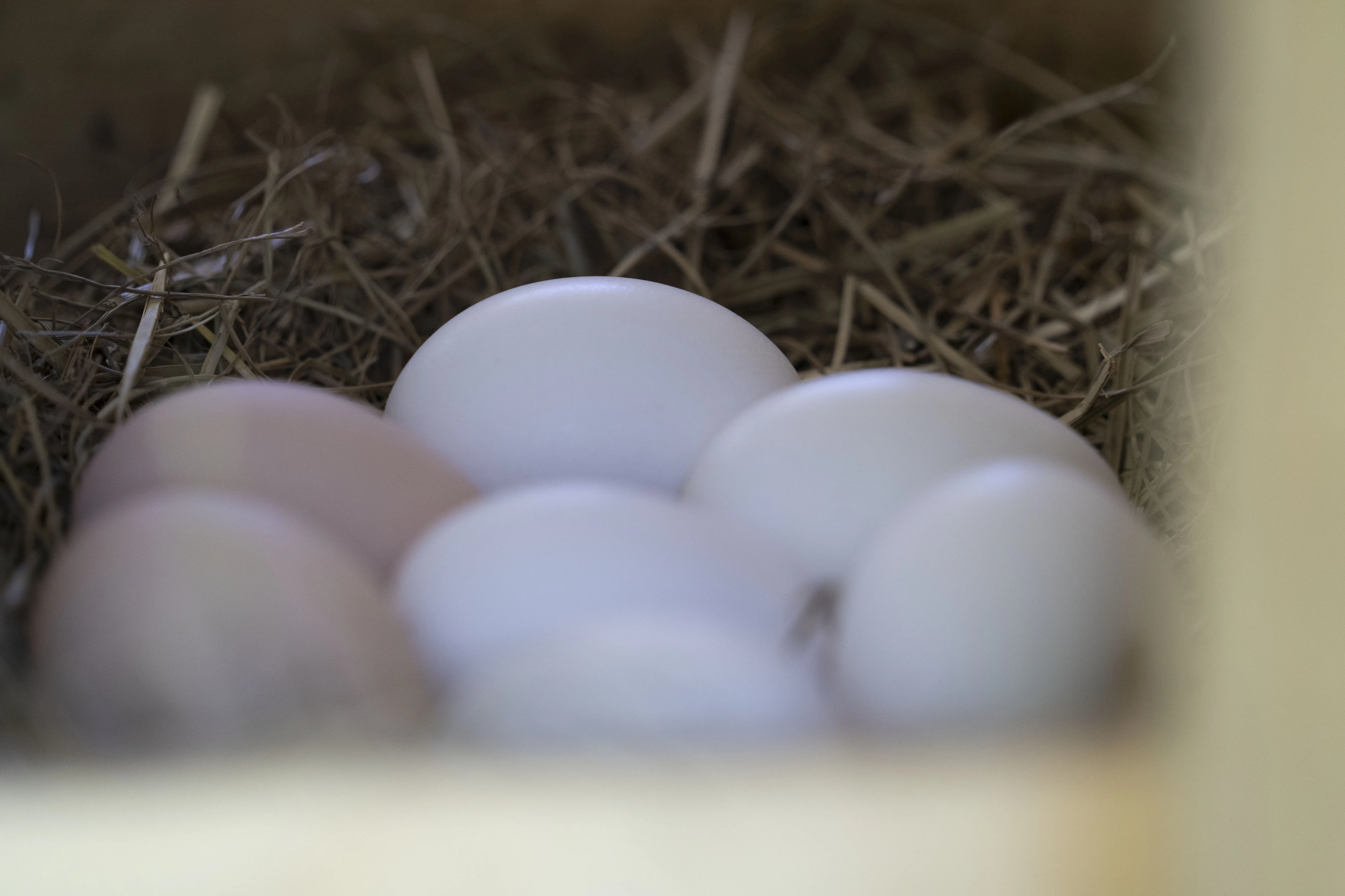 Fresh farm eggs