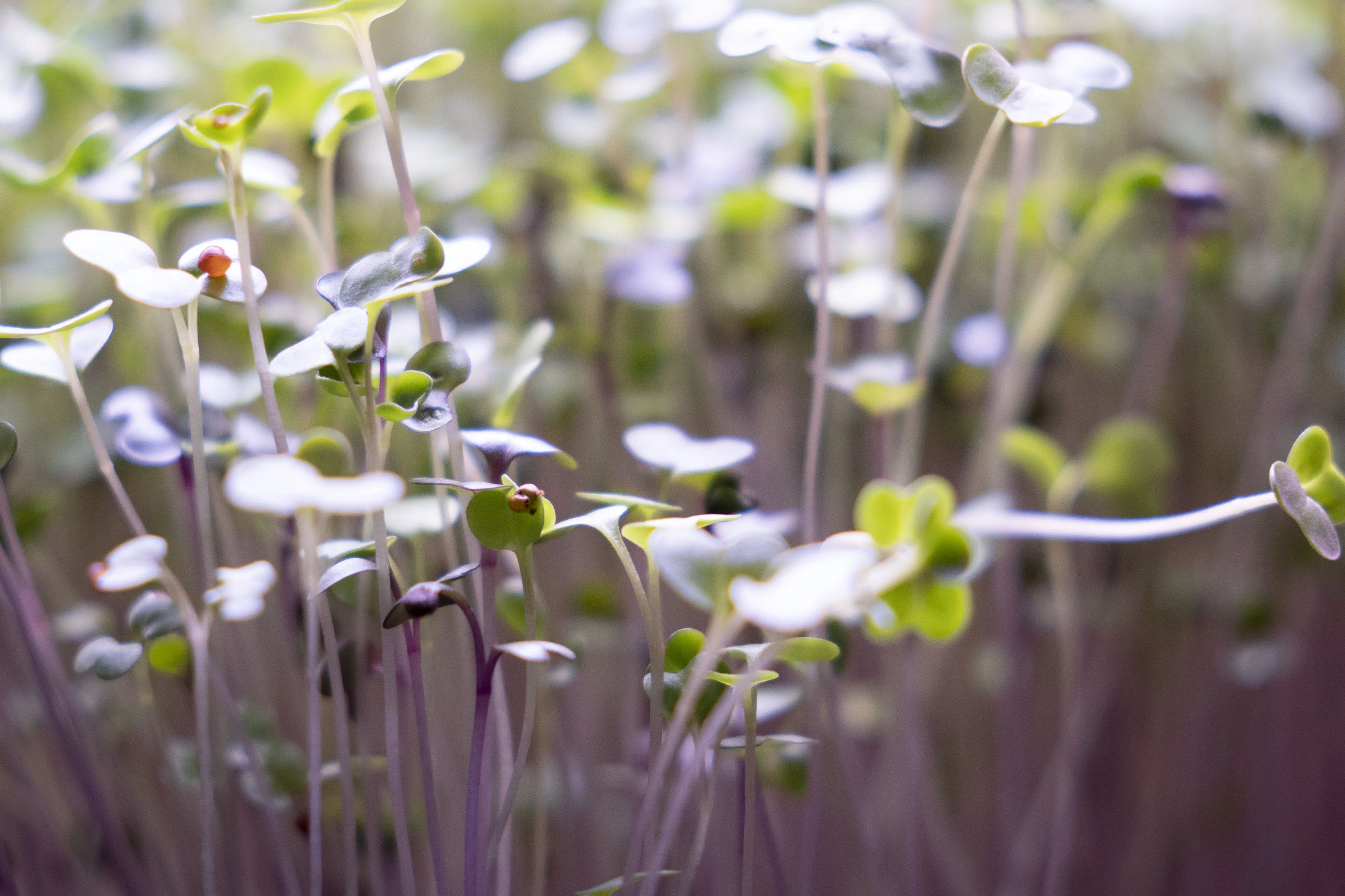 Fresh microgreens