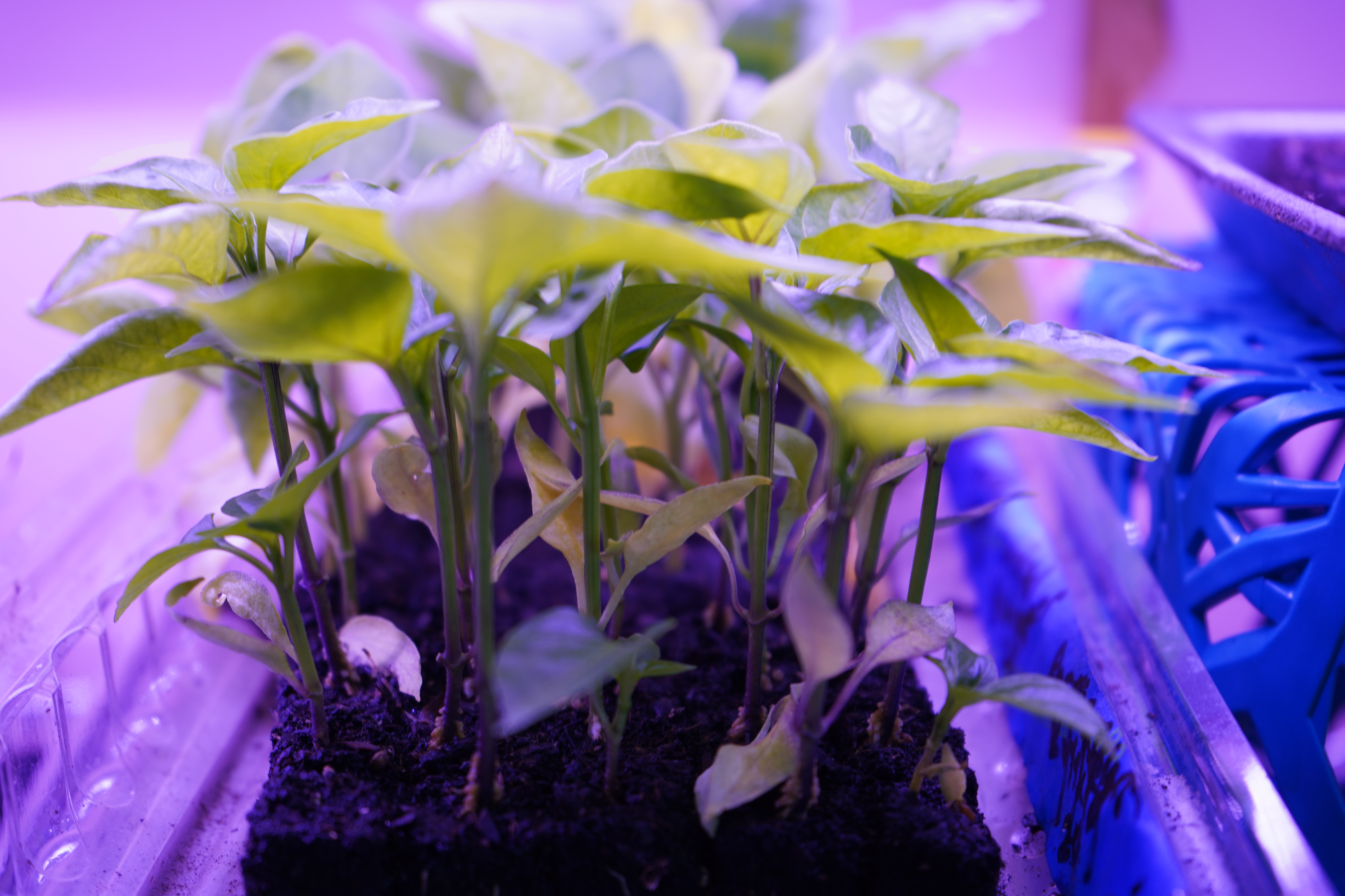 Microgreens growing under lights