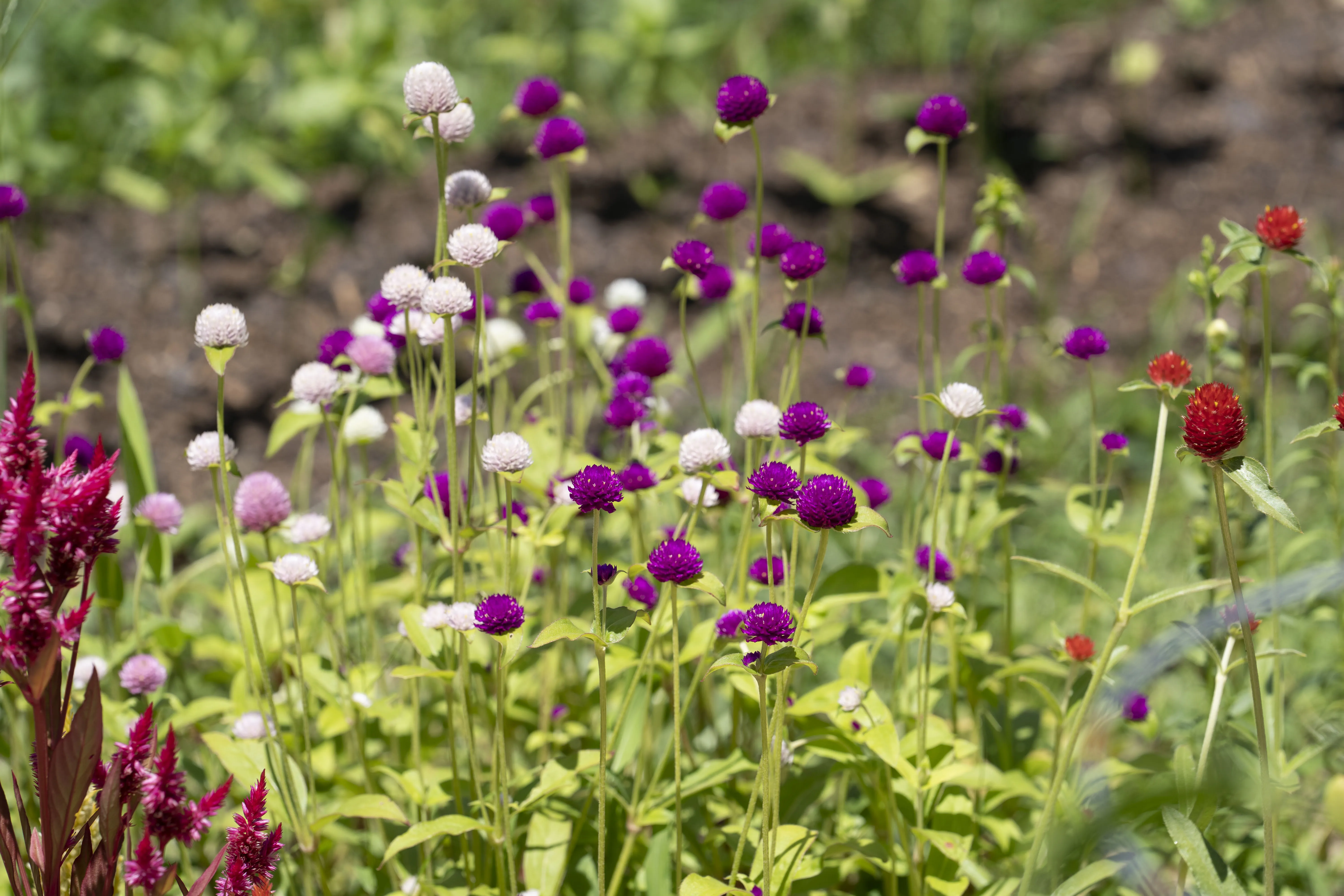 Wildflowers in the field